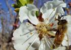 Polinización: un pilar estratégico para el crecimiento de la producción agropecuaria