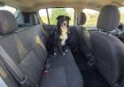 Trasladar mascotas de forma segura: qué exige la normativa vigente