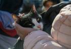 Cómo proteger a las mascotas y prevenir accidentes tras las lluvias