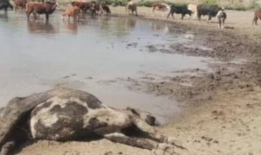 Ganaderos de Valle Fértil presentan a Gobierno un petitorio por los rompetormentas