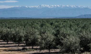 Fiduciario San Juan lanza la línea de crédito para cosecha y acarreo de olivos