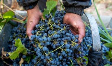 La Mesa Vitícola de San Juan sacó un comunicado apoyando las reformas laborales y fiscales incluidas en Ley Bases