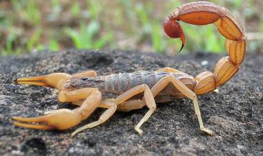 Prevención y recomendaciones ante la picadura de escorpiones