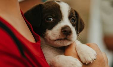 Día del Animal: San Juan refuerza su lucha contra el maltrato animal. Guía rápida para actuar con denuncia de maltrato animal