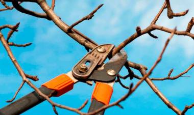 Comienza el periodo de poda: permisos, requisitos y dónde realizar el trámite