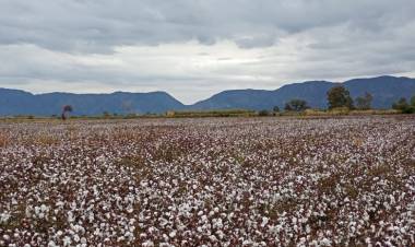 Intensifica controles sanitarios en cultivos de algodón para frenar al picudo algodonero