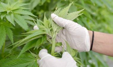 CanMe se convierte en la primera empresa argentina con certificación orgánica para cannabis medicinal