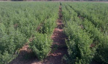 San Juan retoma la exportación de alfalfa de alta calidad
