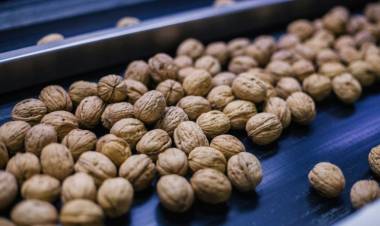 Frutos secos en San Juan: entre la dificultad climática y una recuperación exportadora en marcha