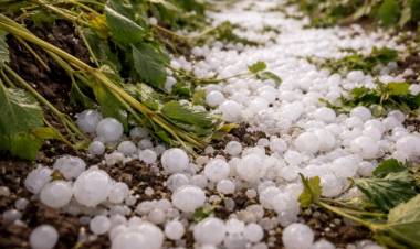El Gobierno activa el protocolo de ayuda para productores víctimas de granizo