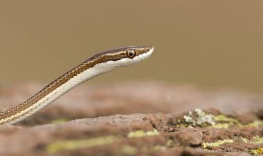 Cómo actuar ante la presencia de serpientes durante los meses de calor