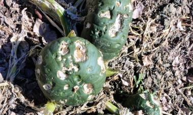 Relevan zonas productoras de Iglesia para verificar daños ocasionados por la tormenta