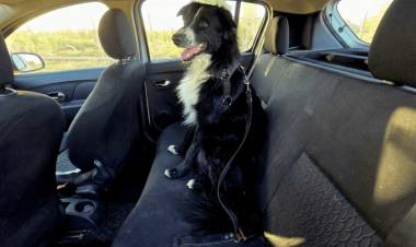 Recomendaciones para trasladar mascotas en vehículos de forma segura