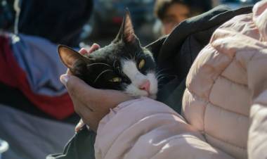 Cómo proteger a las mascotas y prevenir accidentes tras las lluvias