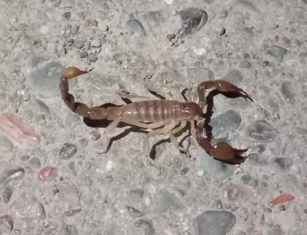 Temor en vecinos del Barrio Orión por la  presencia de alacranes en la zona 