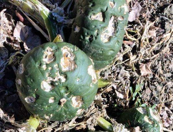 Relevan zonas productoras de Iglesia para verificar daños ocasionados por la tormenta