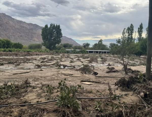 Relevan daños climáticos en uva, olivo y frutales en Zonda
