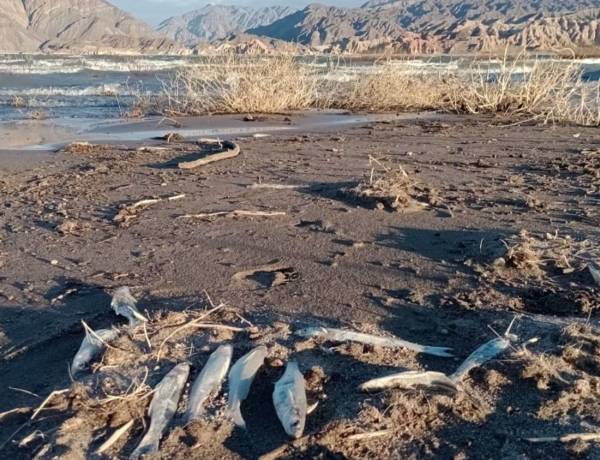 Fiscalía definirá en días si formaliza la causa por los peces muertos en Cuesta del Viento 