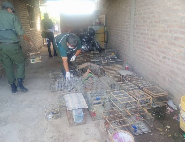 Ambiente desarticula redes de tráfico de fauna y refuerza controles en toda la provincia