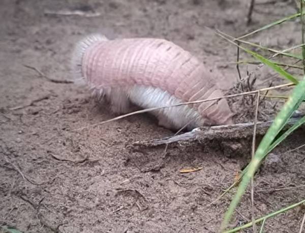 Se realizó un operativo de rescate y reinserción de un pichiciego en Valle Fértil