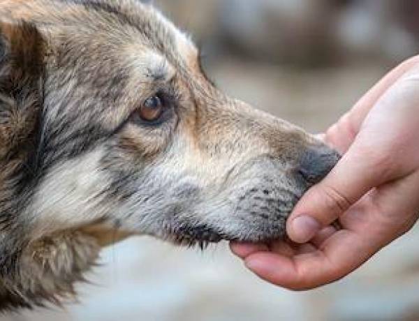 Día del Animal: por qué se celebra el 29 de abril en Argentina y a quién se recuerda