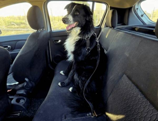 Recomendaciones para trasladar mascotas en vehículos de forma segura
