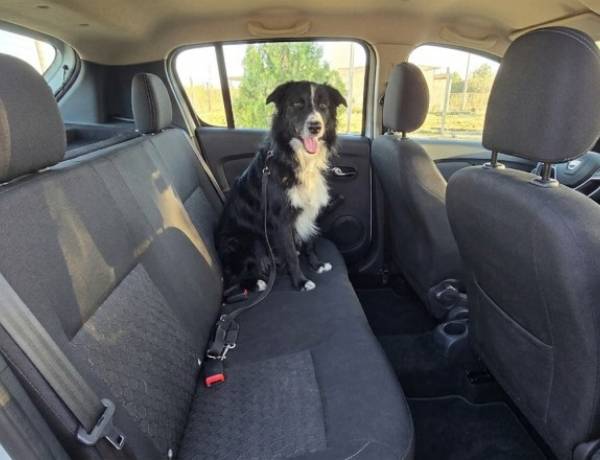 Trasladar mascotas de forma segura: qué exige la normativa vigente