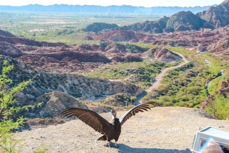 "Misqui Achikyay", un Cóndor Andino fue liberado en el Mirador de Huaco