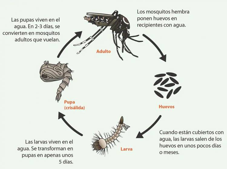 “Hablamos de dengue”: Destinan 2 horas de una jornada escolar para capacitar docentes