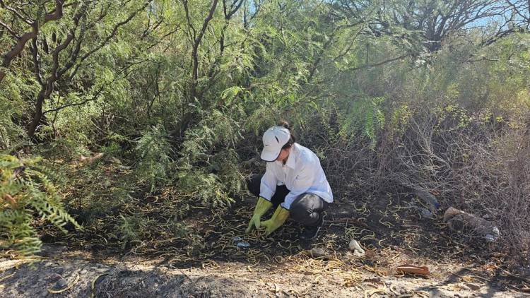 Ambiente inició la recolección de semillas para el Vivero de Plantas Nativas