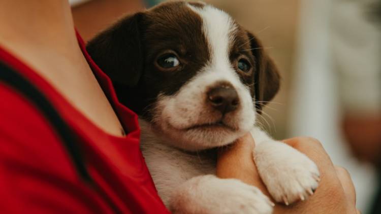 Día del Animal: San Juan refuerza su lucha contra el maltrato animal. Guía rápida para actuar con denuncia de maltrato animal