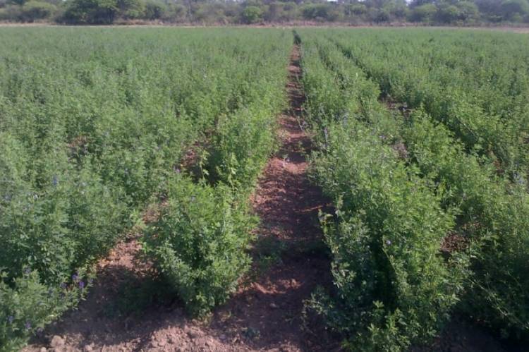 San Juan retoma la exportación de alfalfa de alta calidad