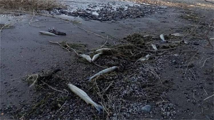 Pedirán estudios urgentes del agua tras la muerte de peces en Cuesta del Viento