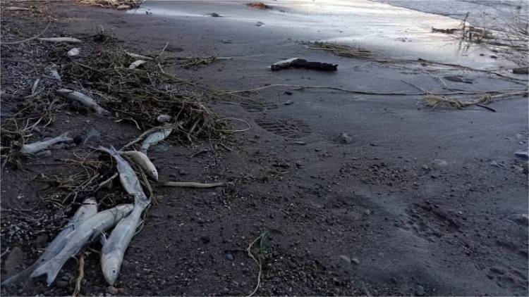 Mortandad de peces en Iglesia: “La falta de información genera temor”