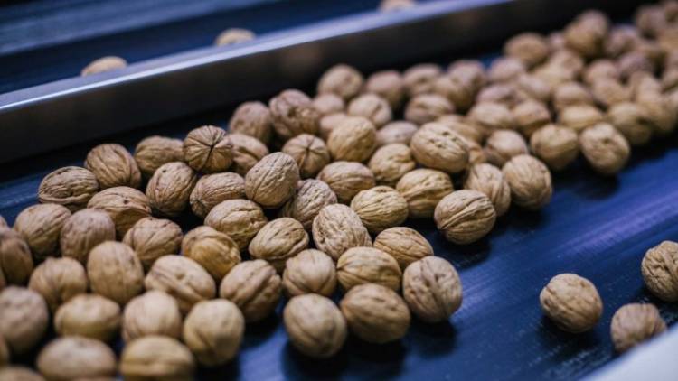 Frutos secos en San Juan: entre la dificultad climática y una recuperación exportadora en marcha