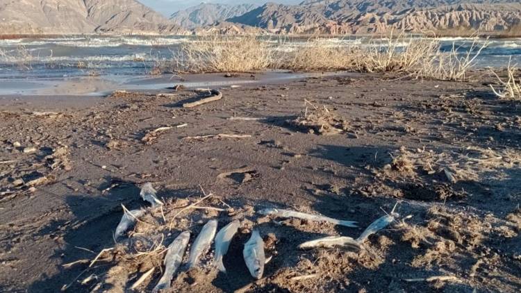Fiscalía definirá en días si formaliza la causa por los peces muertos en Cuesta del Viento 