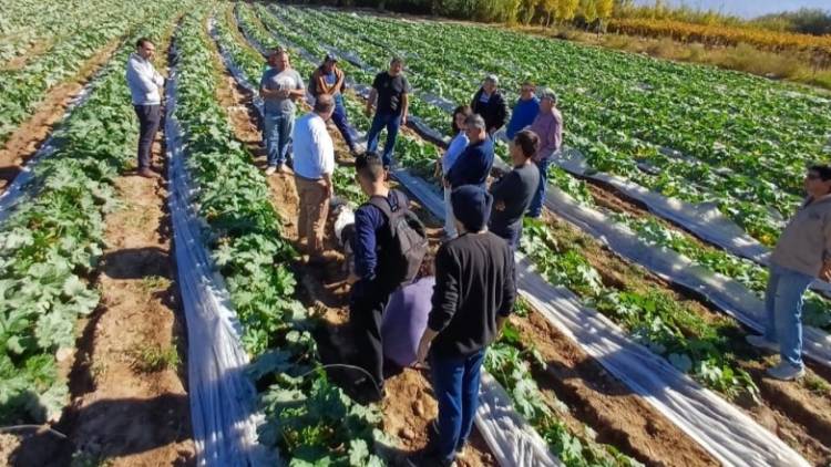 Producción continúa impulsando acciones para acompañar a los horticultores